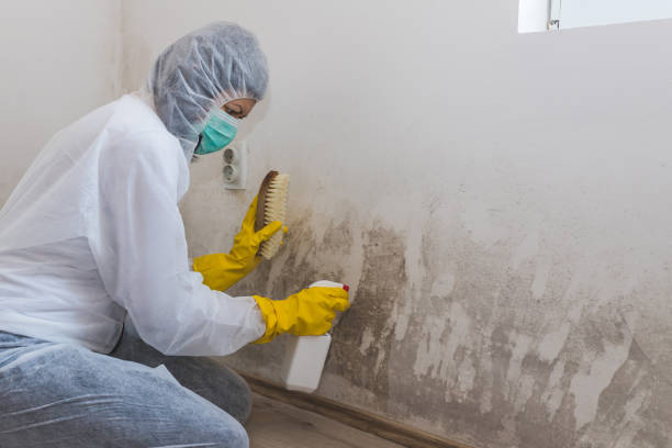 Forensic Mold Investigation in Larkfield Wikiup, CA